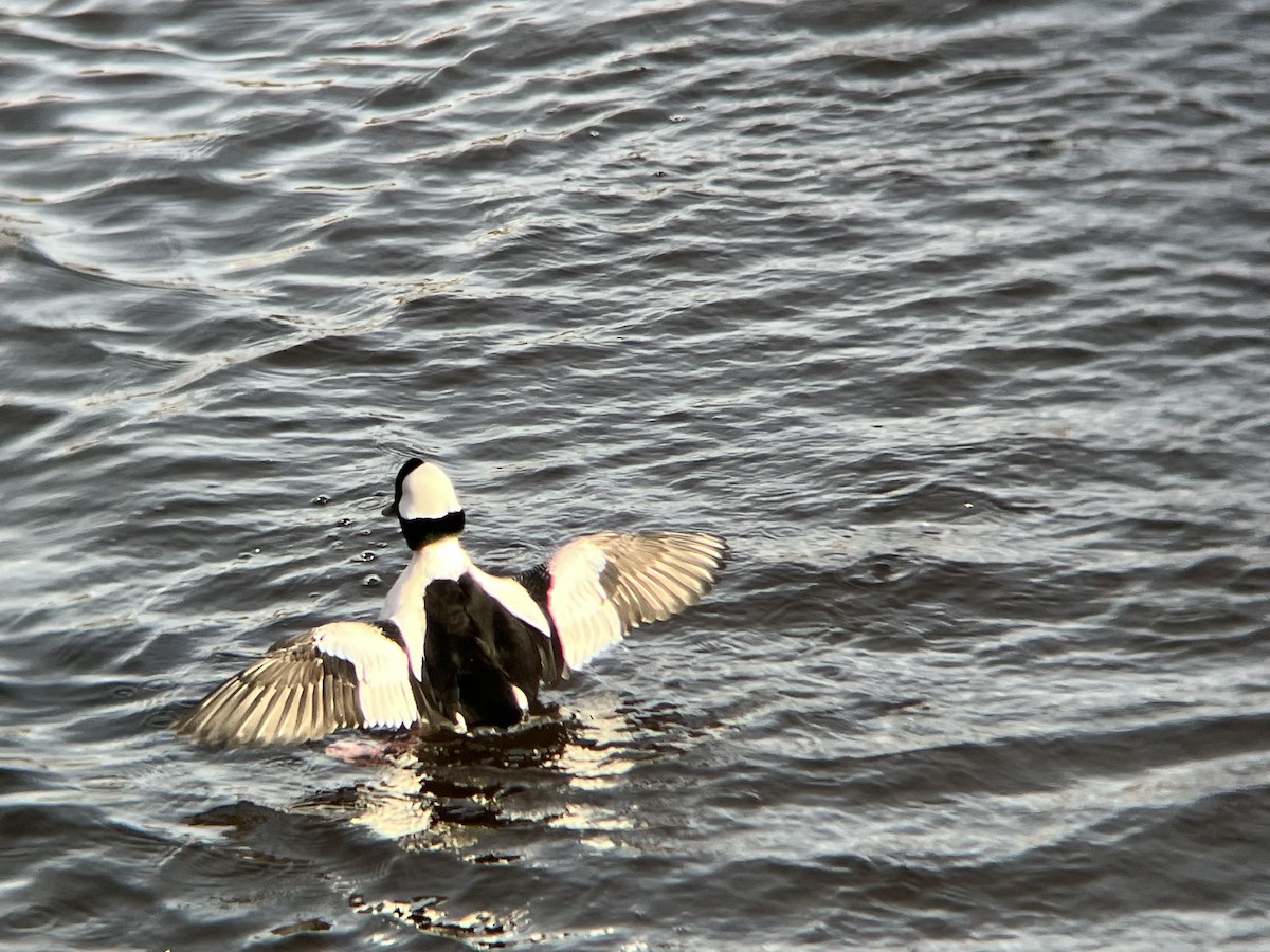 Bufflehead - ML646300330