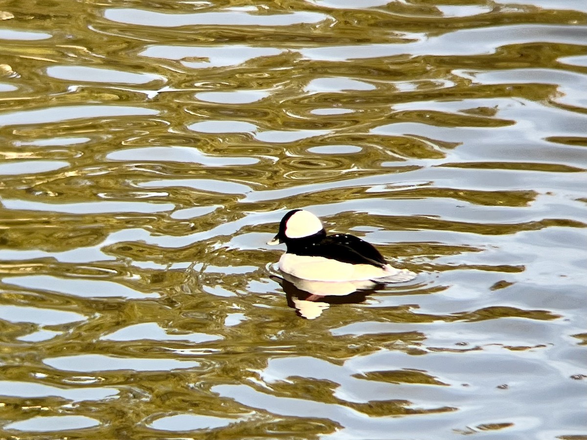 Bufflehead - ML646300331
