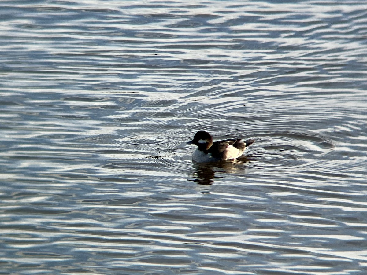 Bufflehead - ML646300333