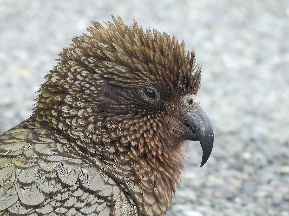 Kea - ML646300334