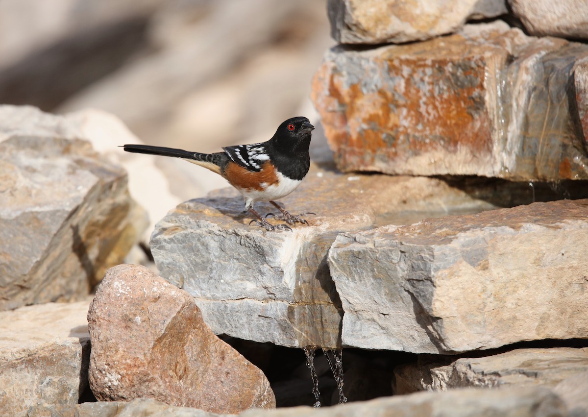 Spotted Towhee - ML646300343