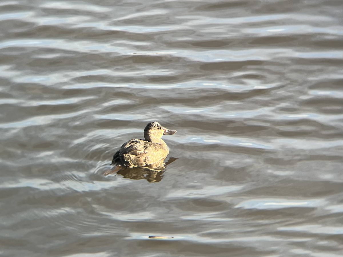 Ruddy Duck - ML646300345