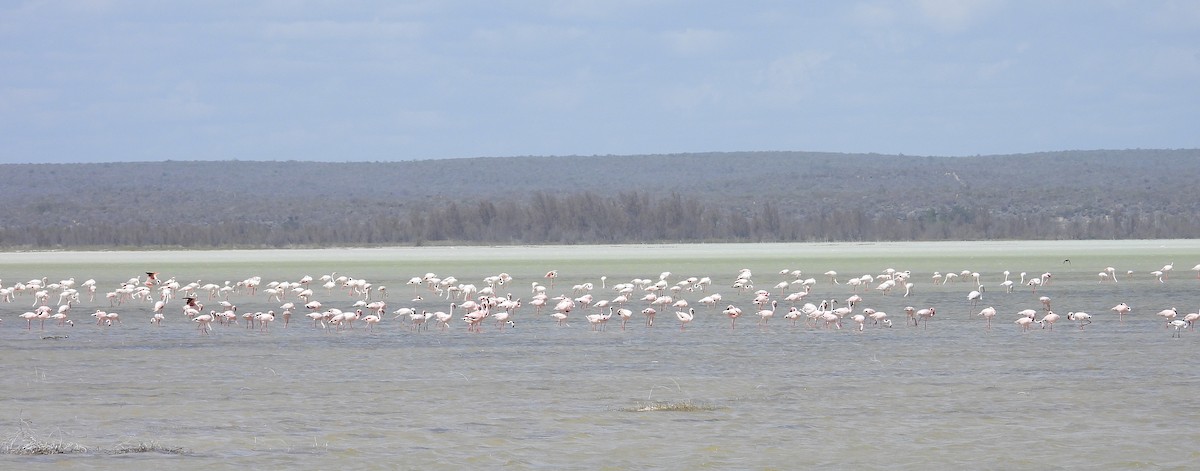 Малый фламинго - ML646300347