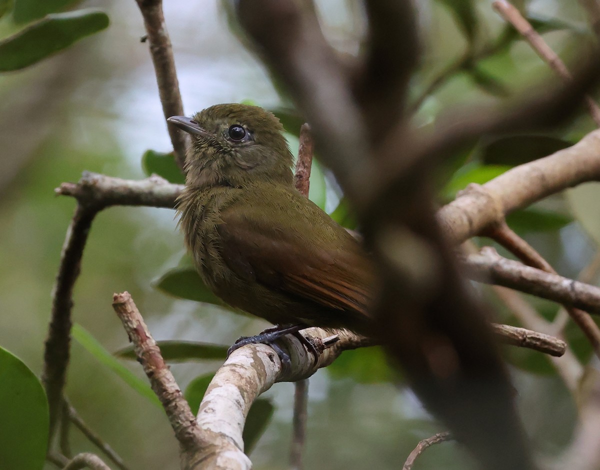 Greenish Schiffornis - ML646300351