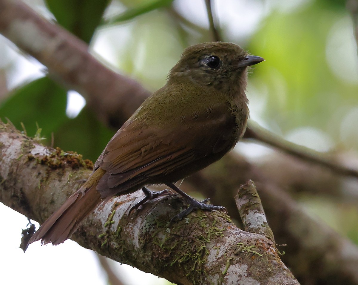 Greenish Schiffornis - ML646300352