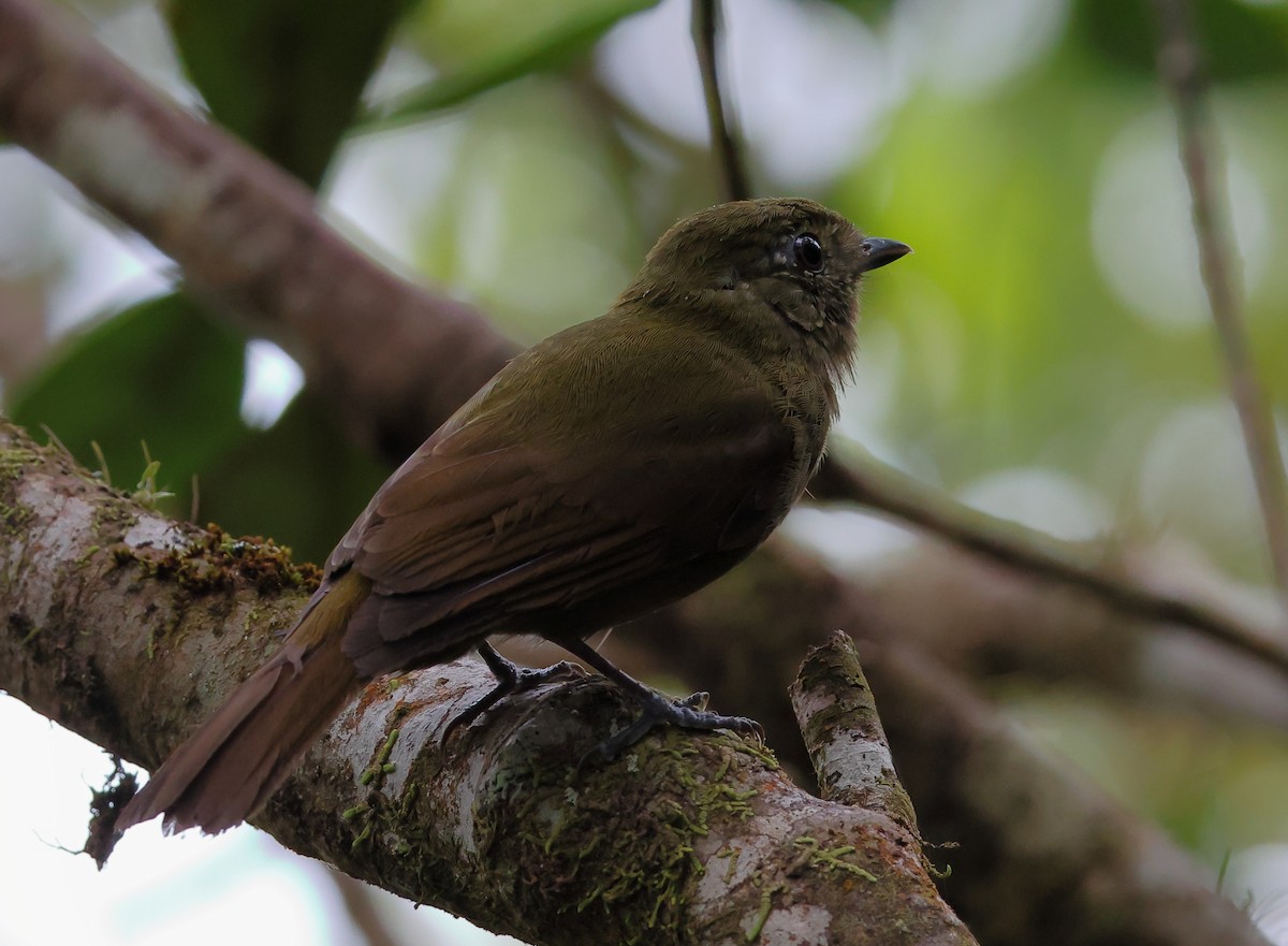 Greenish Schiffornis - ML646300353