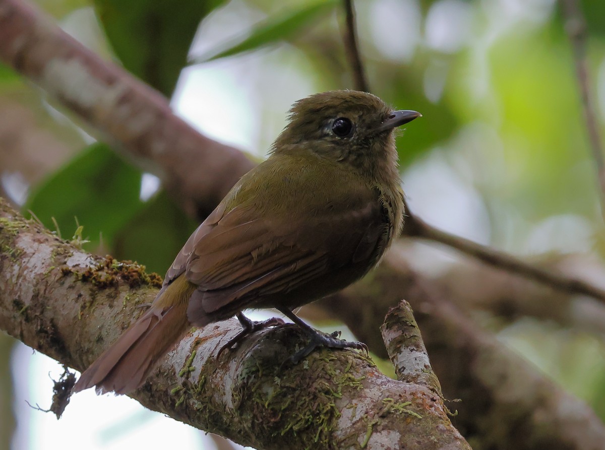 Greenish Schiffornis - ML646300354