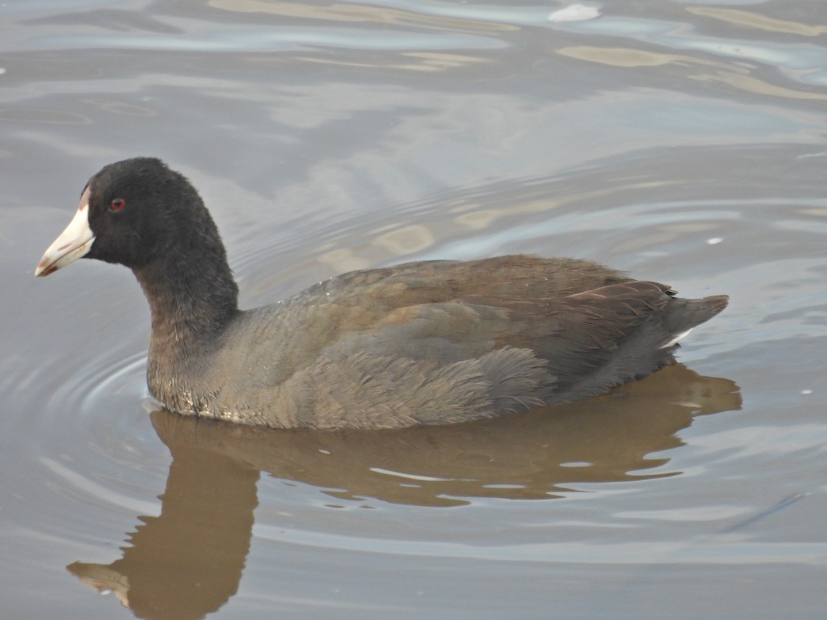 American Coot - ML646300355