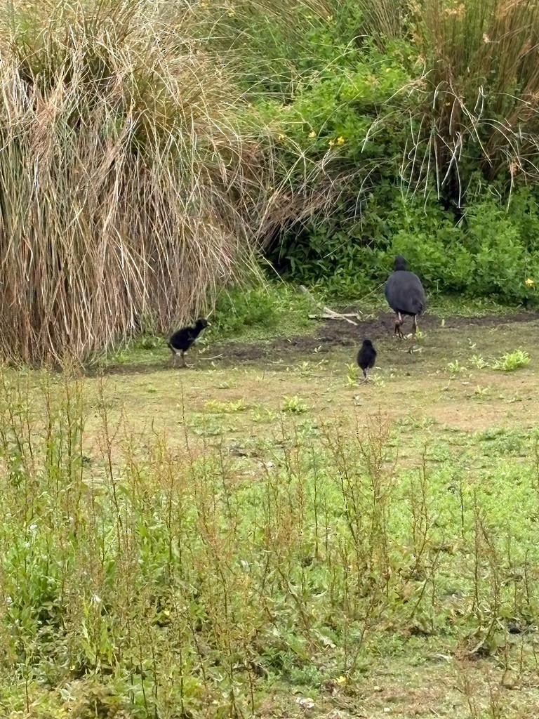 brunryggsultanhøne - ML646300360