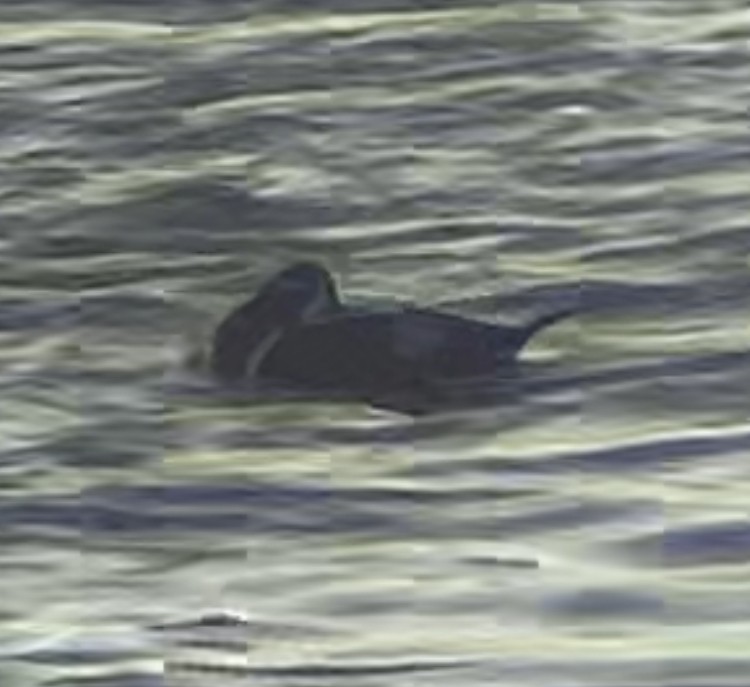 Harlequin Duck - ML646300361