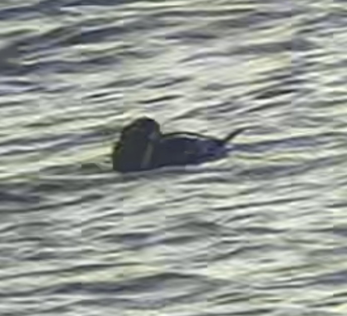 Harlequin Duck - ML646300362