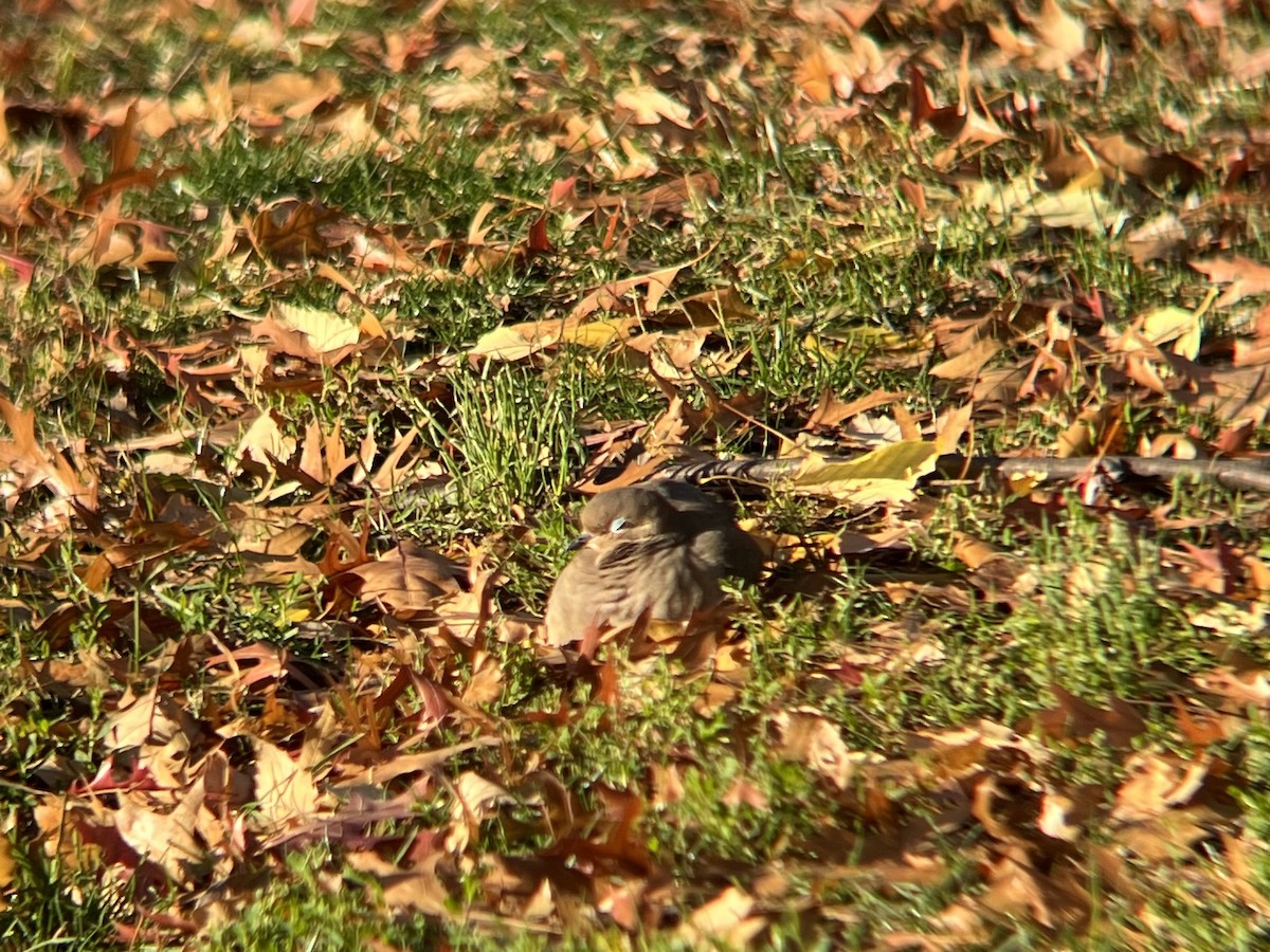 Mourning Dove - ML646300363