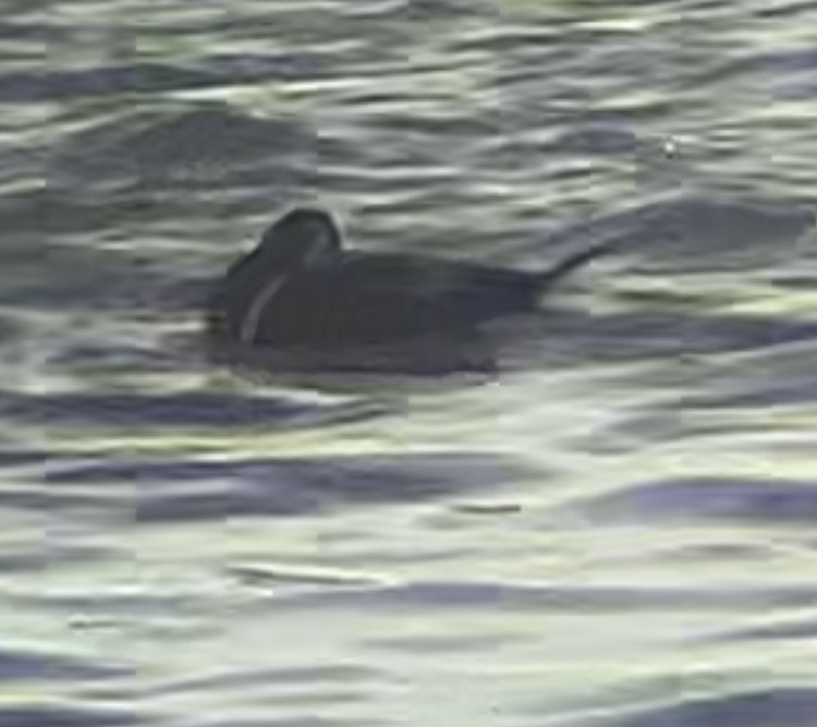 Harlequin Duck - ML646300364