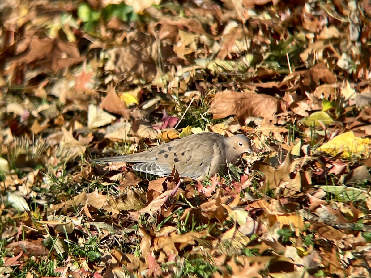 Mourning Dove - ML646300365