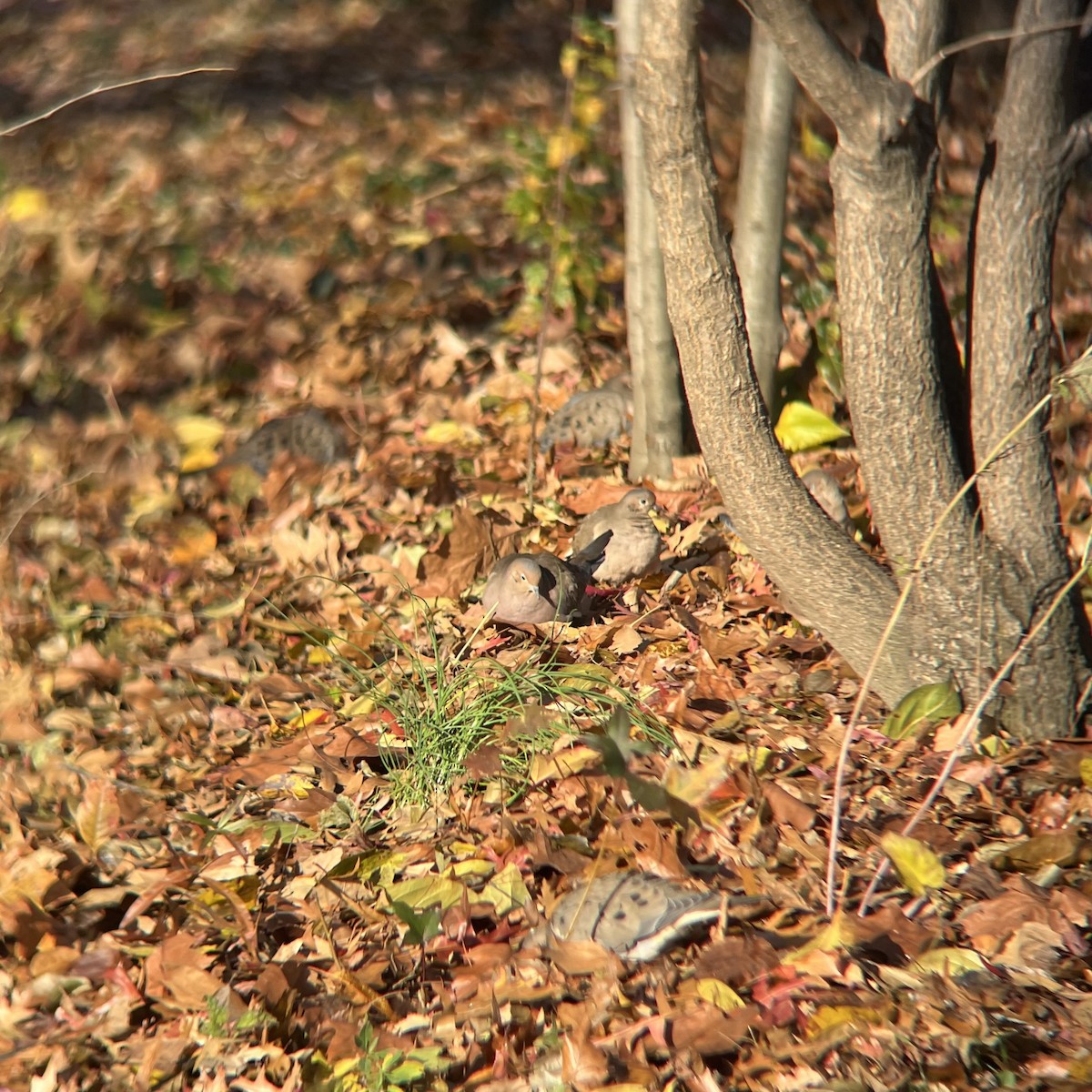 Mourning Dove - ML646300366