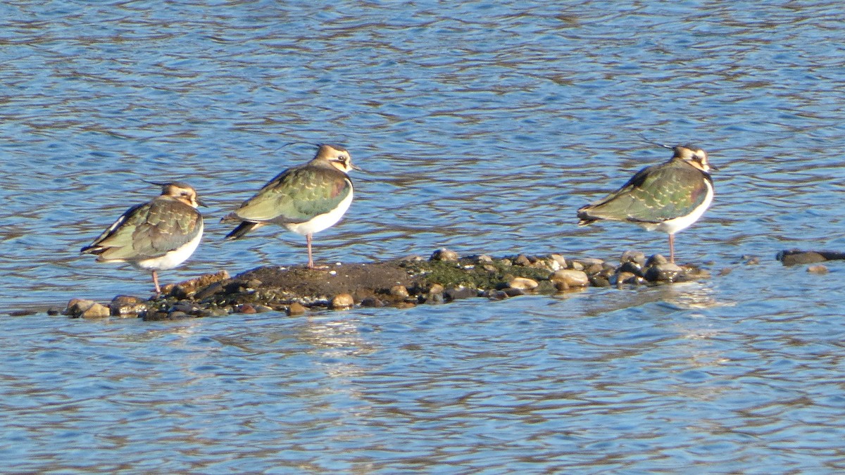 Northern Lapwing - ML646300368
