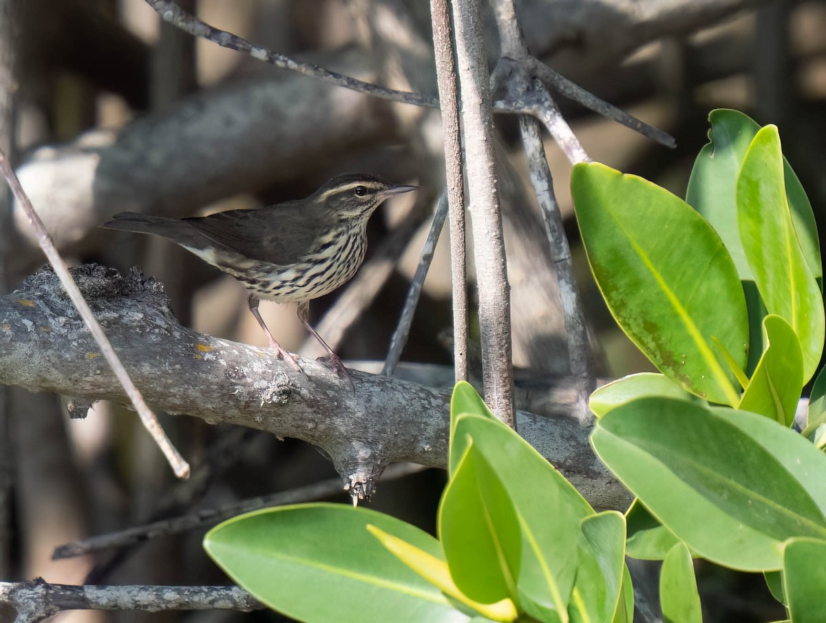Northern Waterthrush - ML646300373