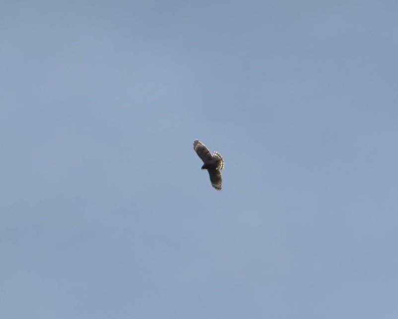 Red-shouldered Hawk - ML646300374