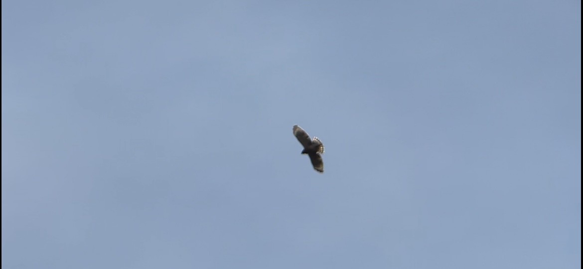 Red-shouldered Hawk - ML646300375