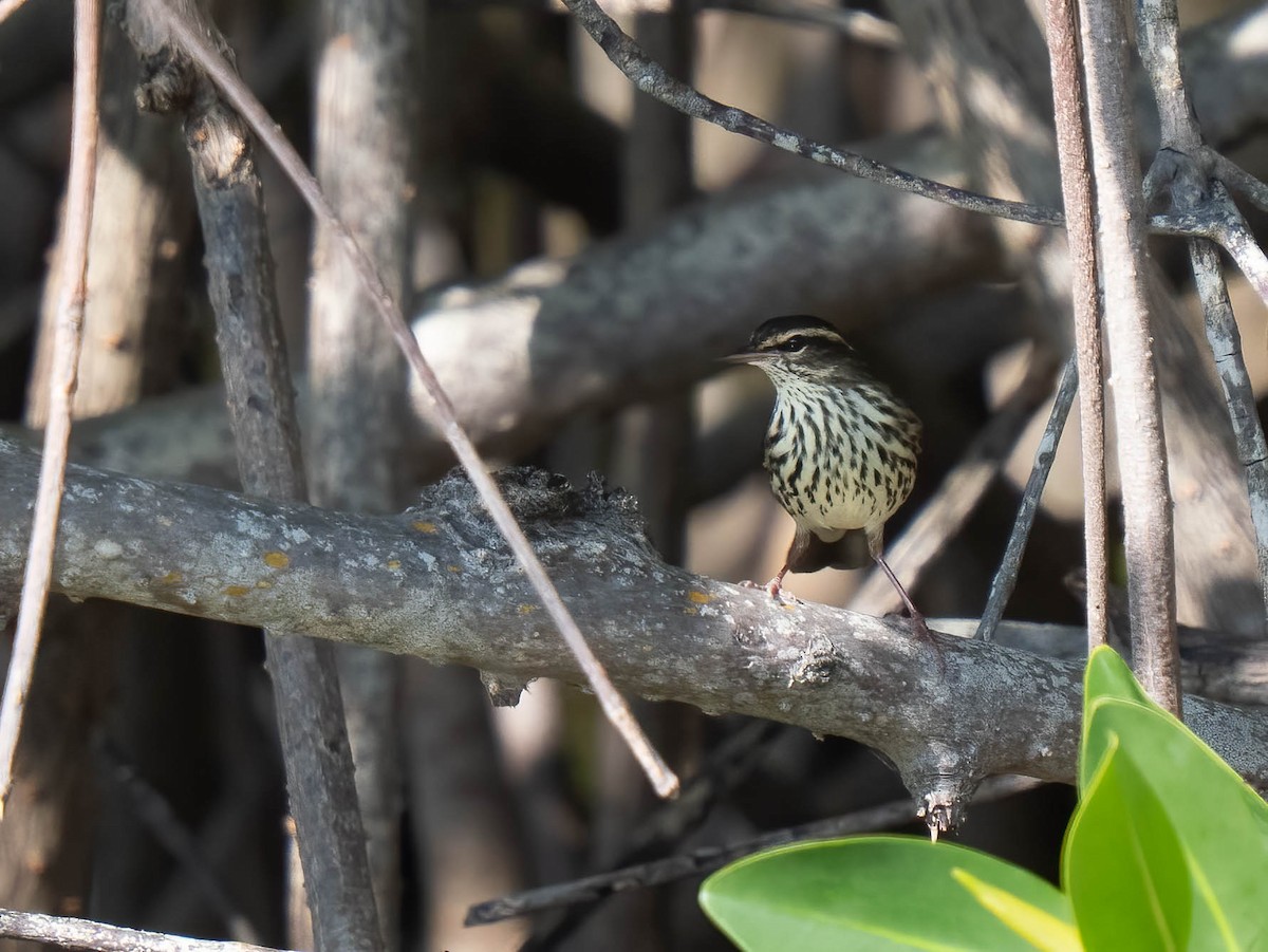 Northern Waterthrush - ML646300378