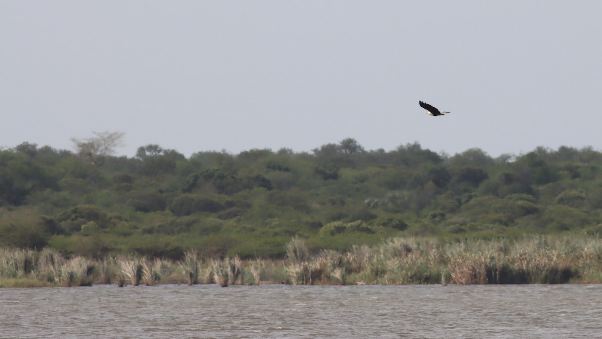 African Fish-Eagle - ML646300379