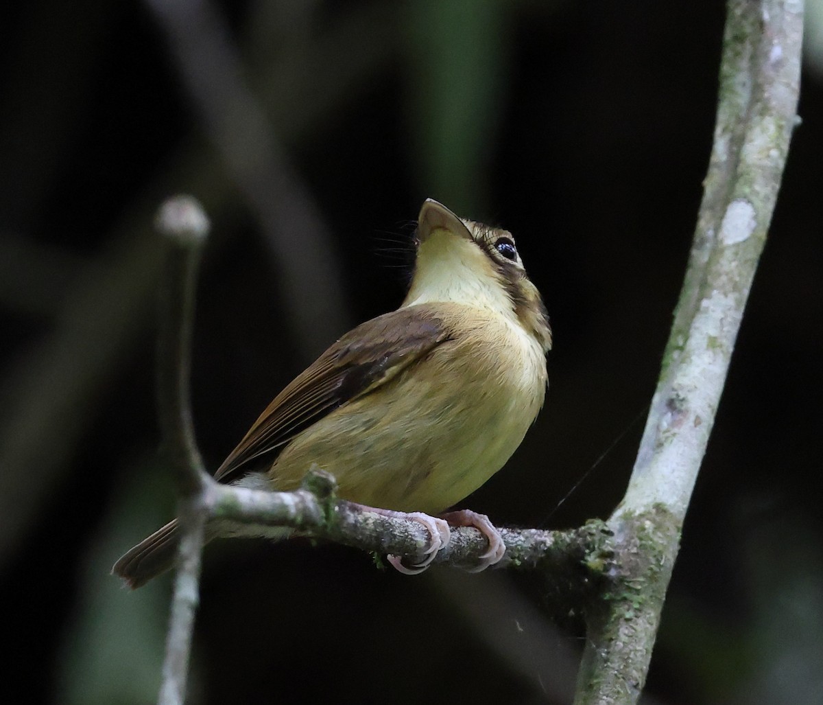 Platyrhynque à moustaches - ML646300380