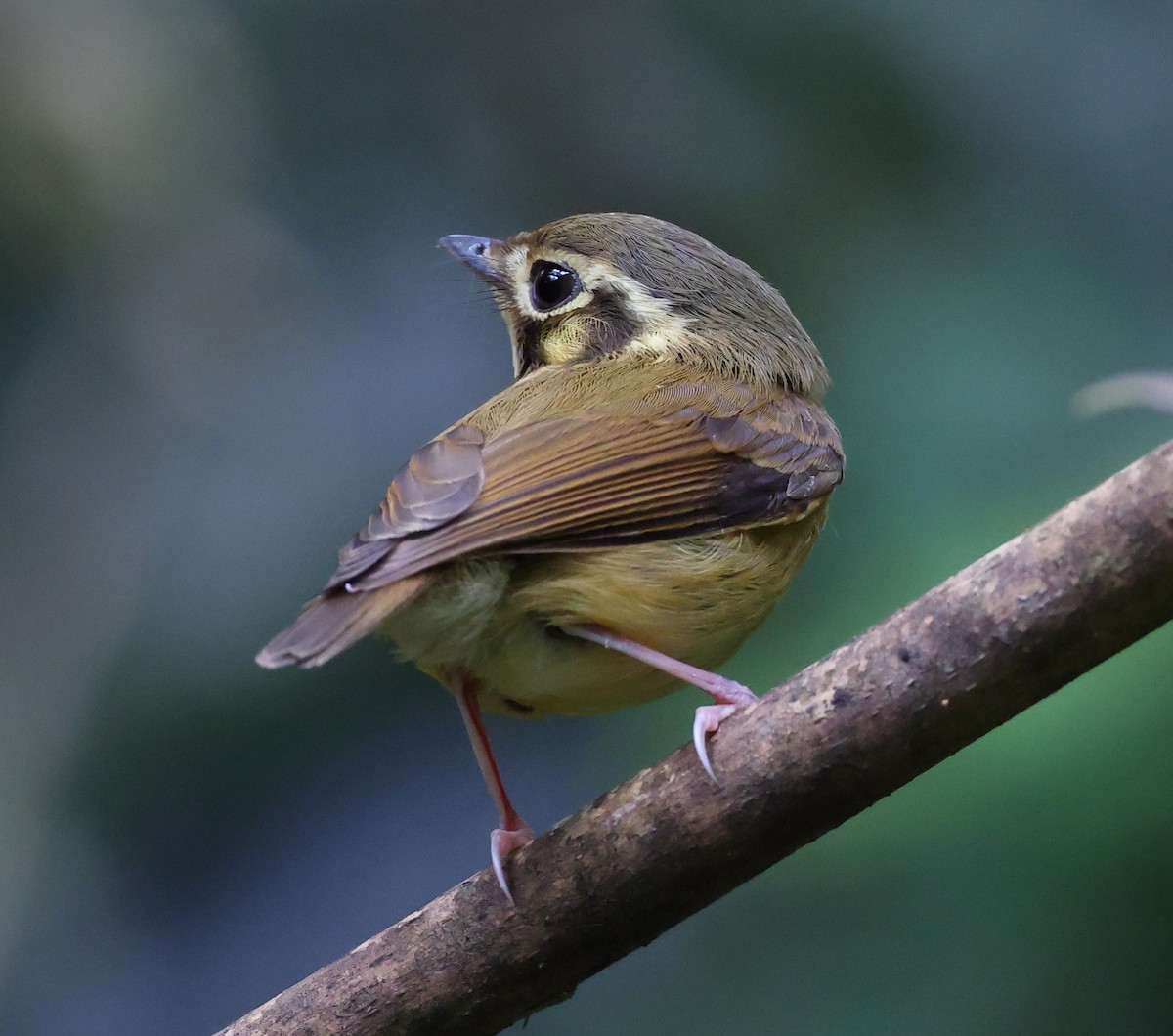 Platyrhynque à moustaches - ML646300381