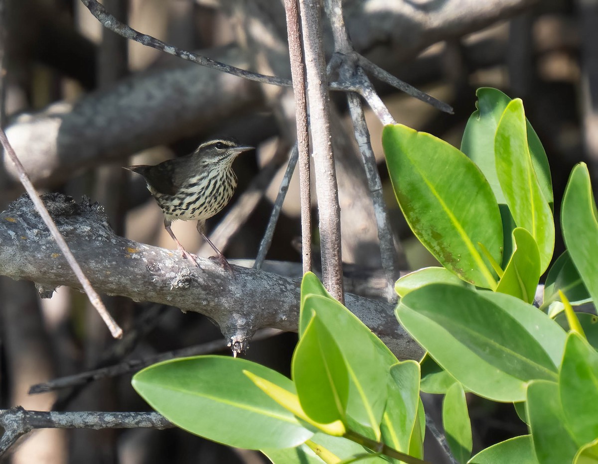 Northern Waterthrush - ML646300382