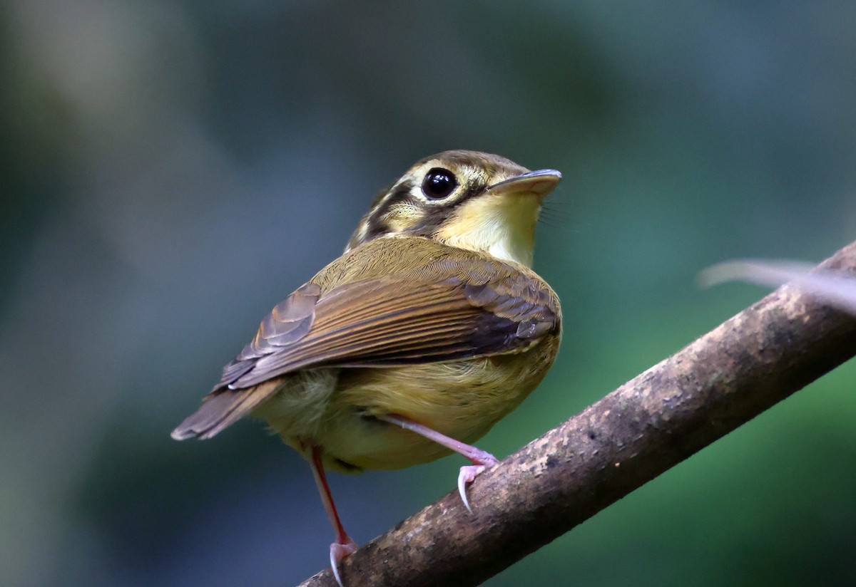 Platyrhynque à moustaches - ML646300383