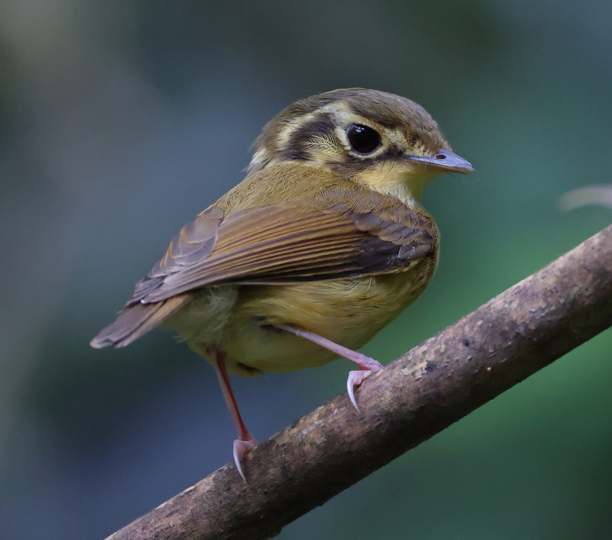 Platyrhynque à moustaches - ML646300384