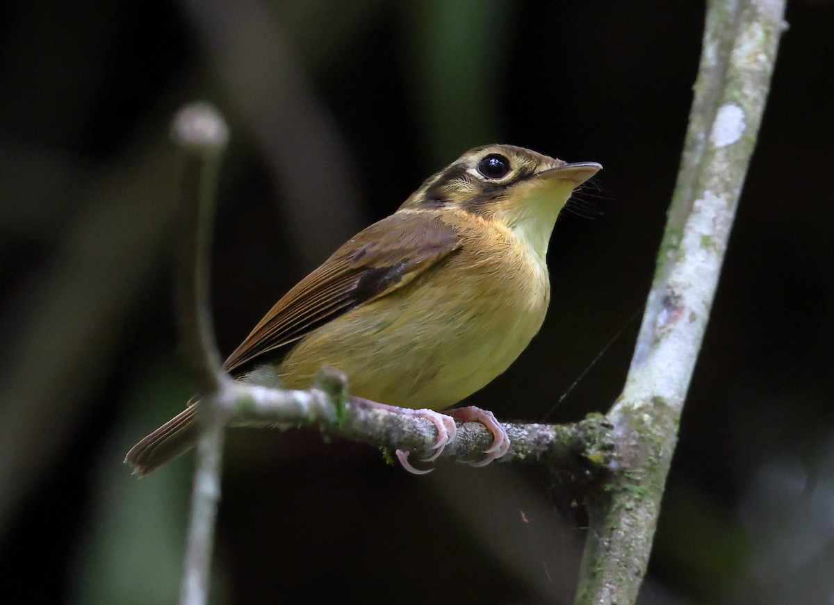 Platyrhynque à moustaches - ML646300385