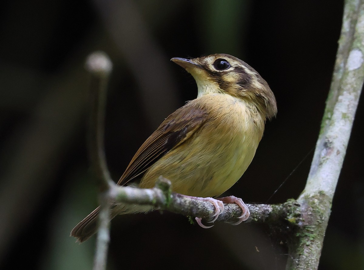 Platyrhynque à moustaches - ML646300386