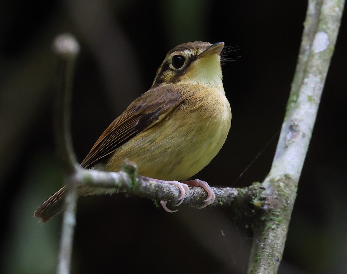 Platyrhynque à moustaches - ML646300387