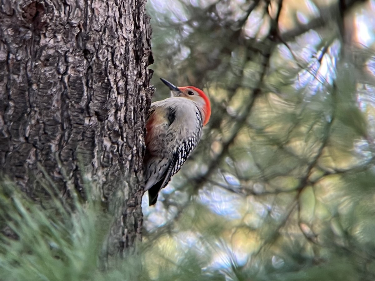 Red-bellied Woodpecker - ML646300391