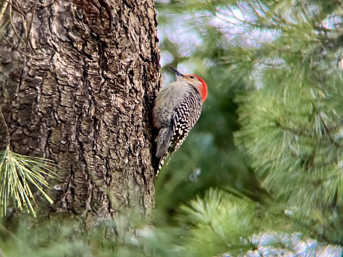 Red-bellied Woodpecker - ML646300392