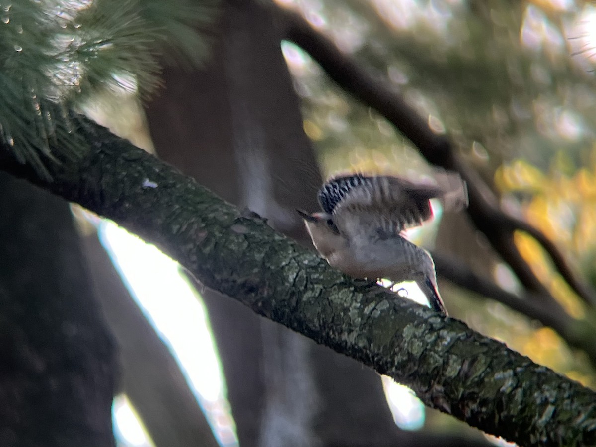 Red-bellied Woodpecker - ML646300393