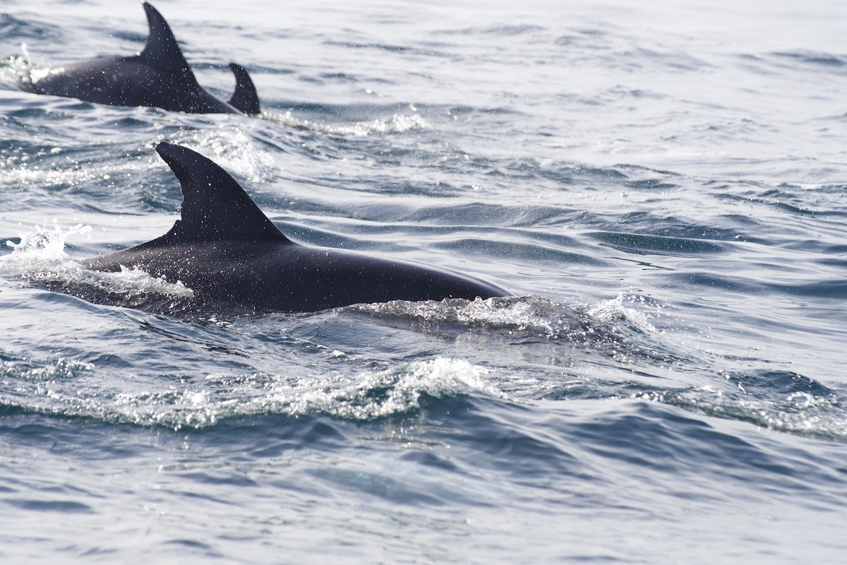 Common Bottlenose Dolphin - ML646300398