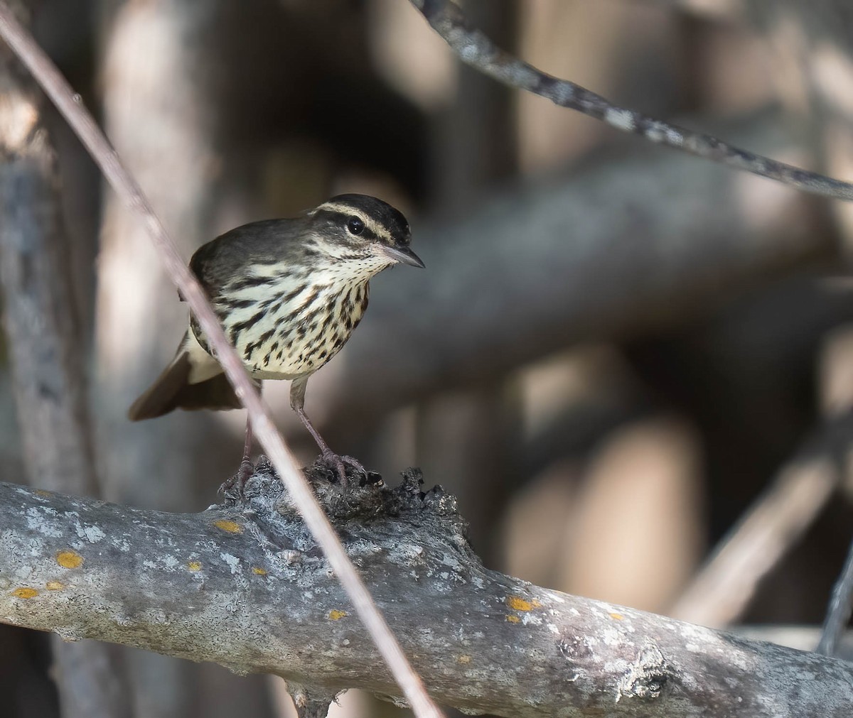 Northern Waterthrush - ML646300400