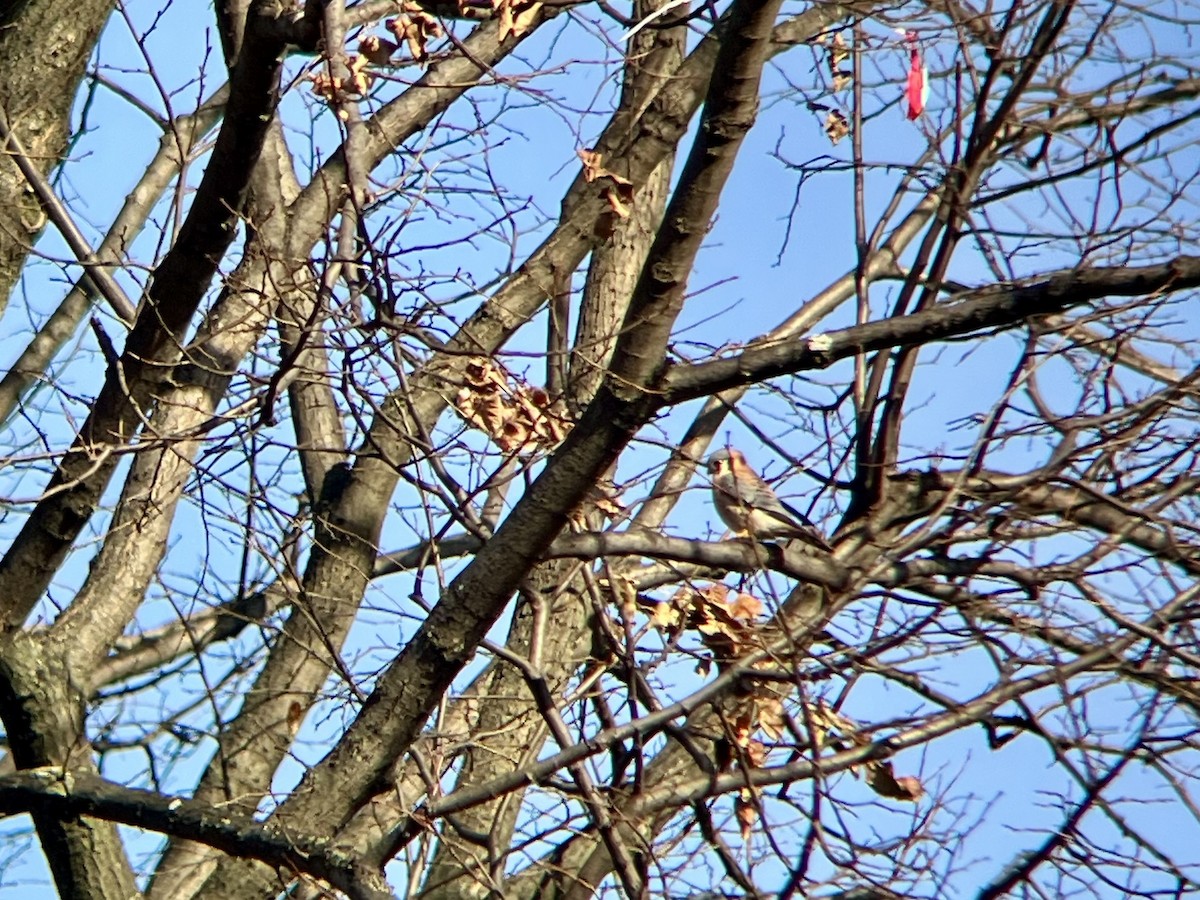 American Kestrel - ML646300402
