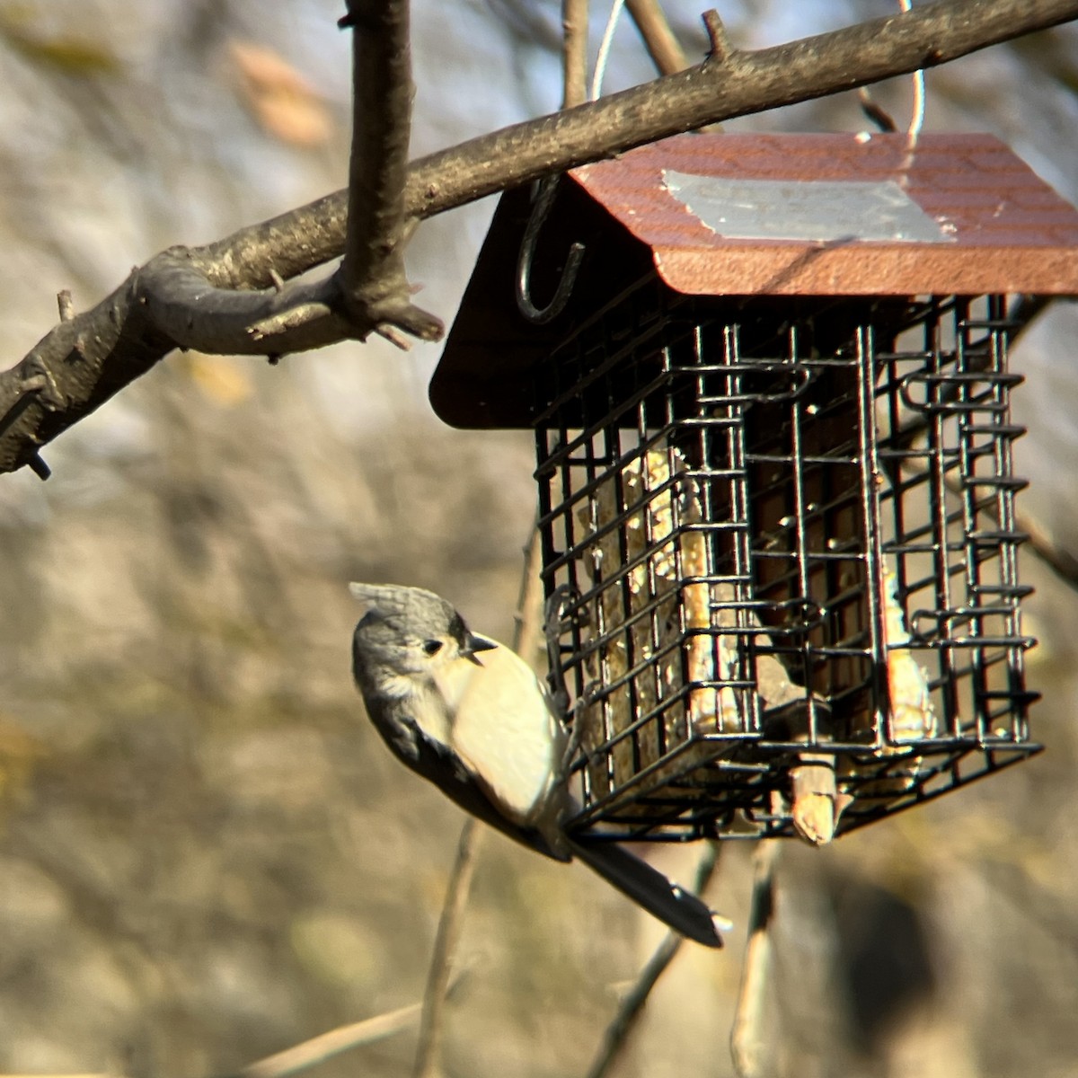 Tufted Titmouse - ML646300418