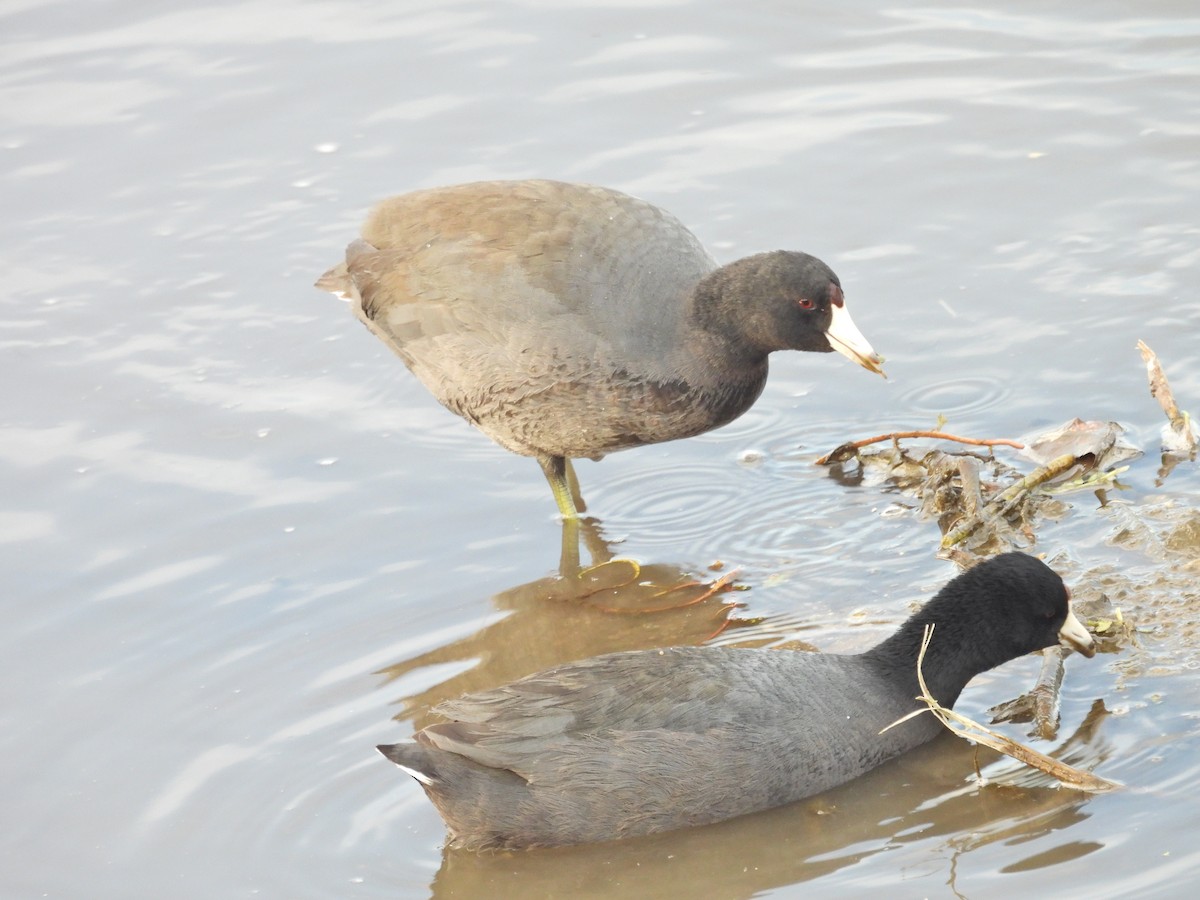 American Coot - ML646300420