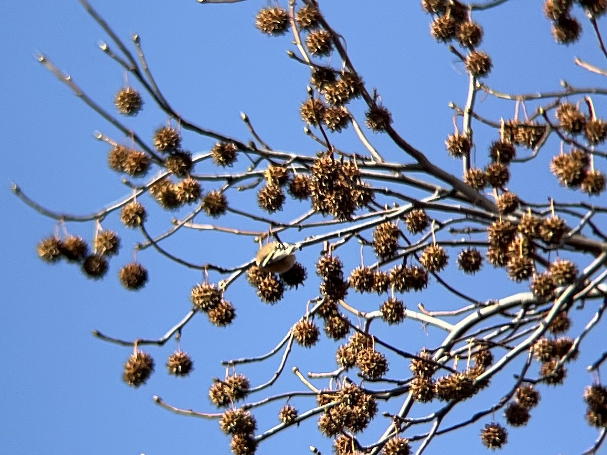 American Goldfinch - ML646300424