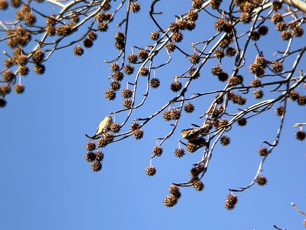 American Goldfinch - ML646300425