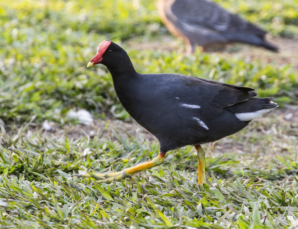 Common Gallinule - ML646300426
