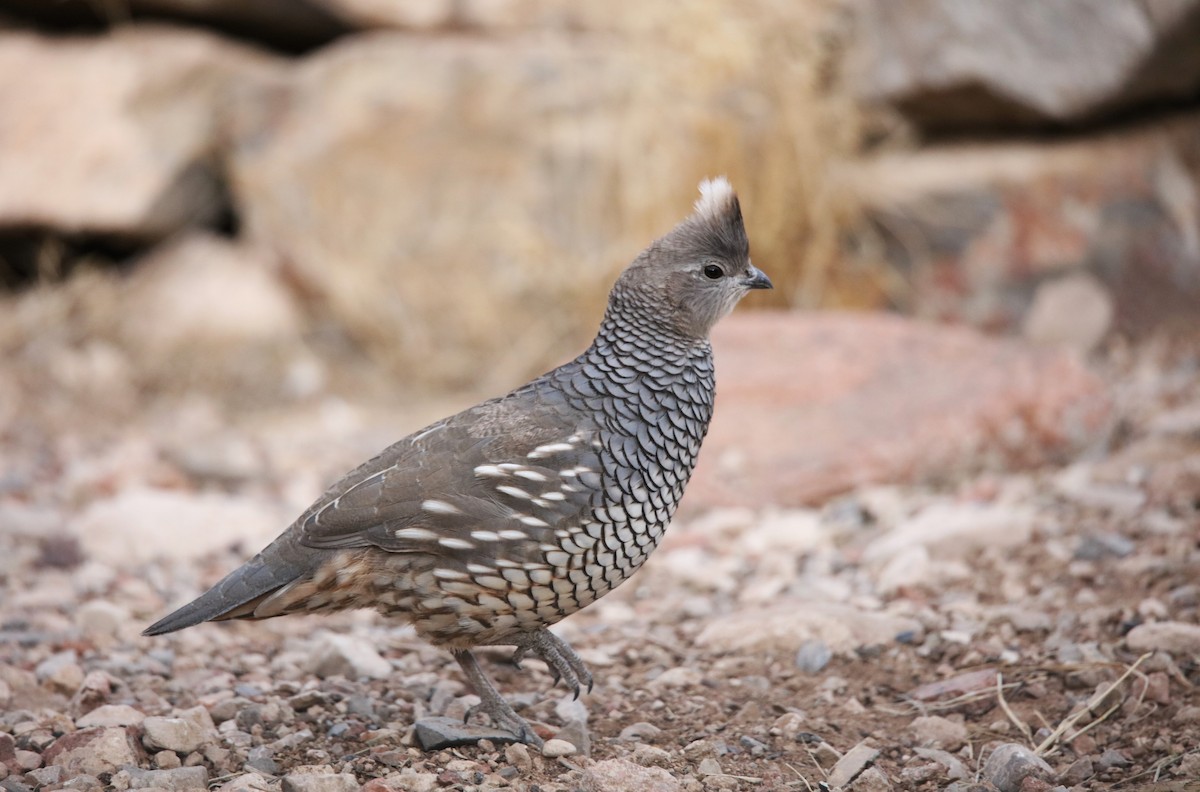 Scaled Quail - ML646300427
