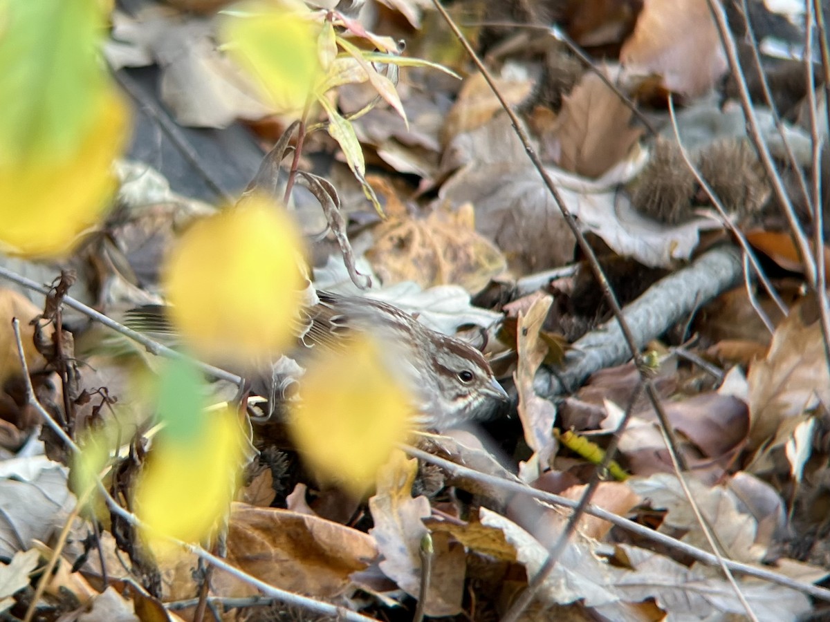 Song Sparrow - ML646300429