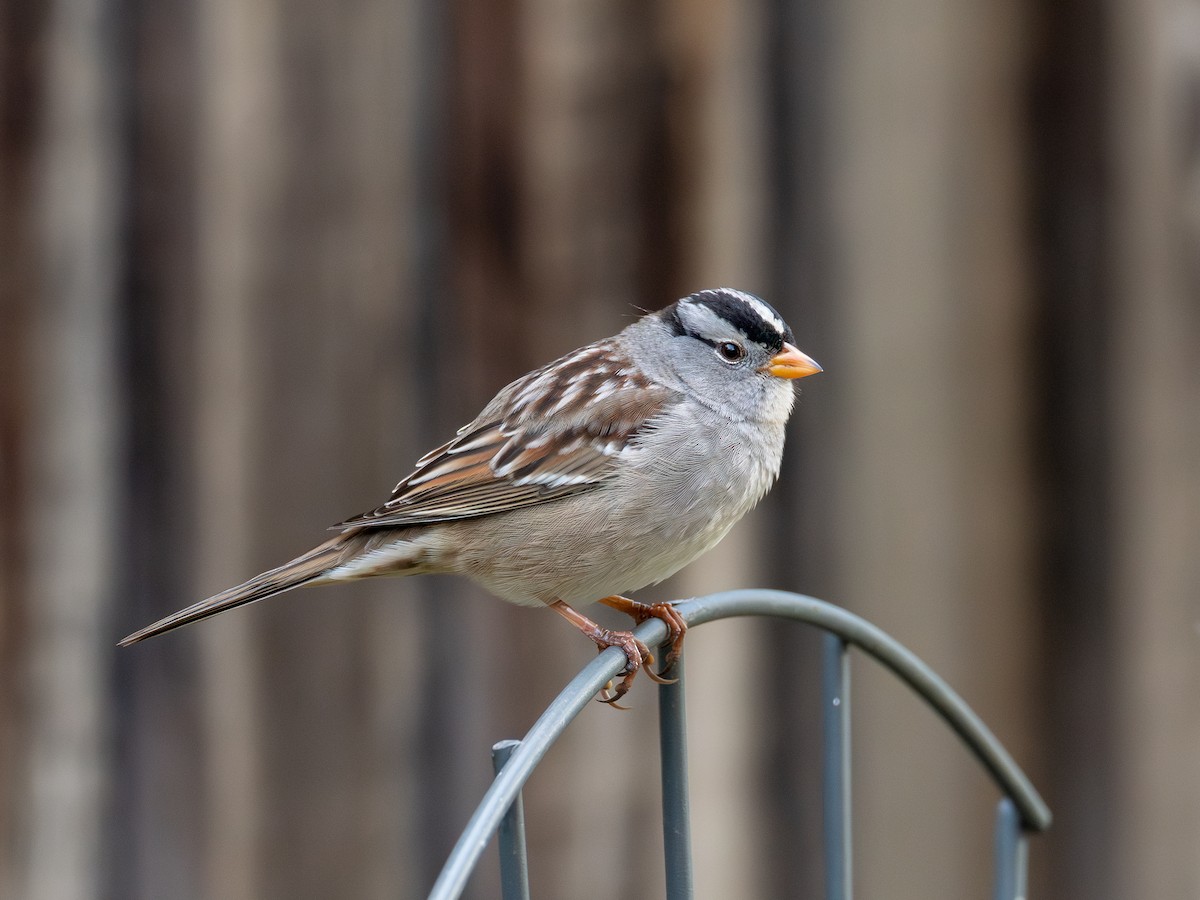 strnadec bělopásý - ML646300430