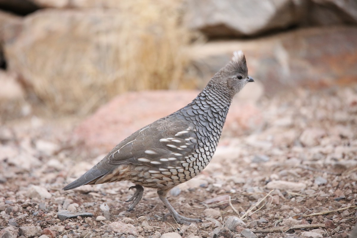 Scaled Quail - ML646300435
