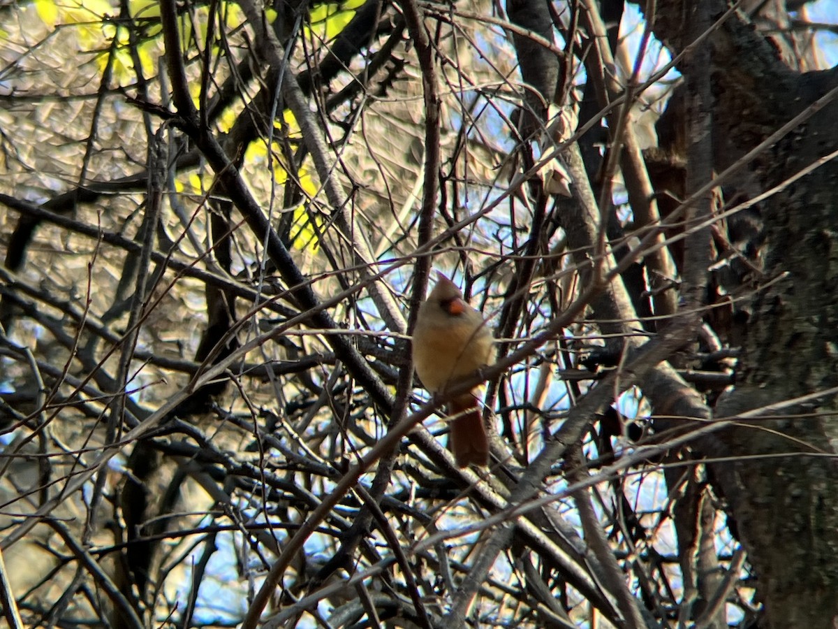 Northern Cardinal - ML646300436