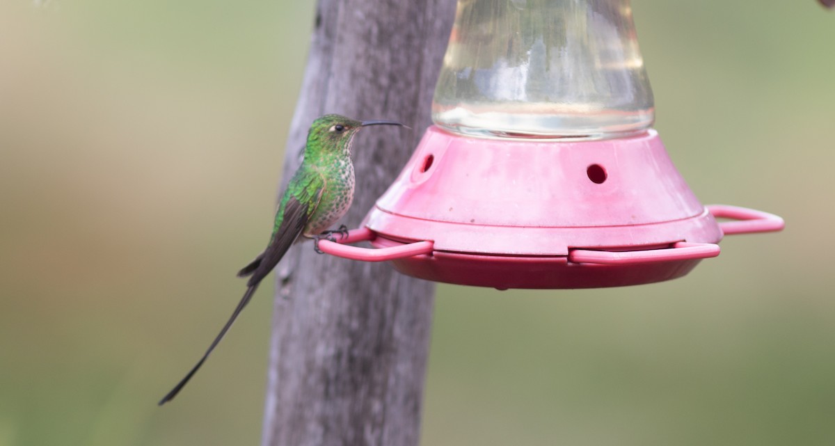 sylfa Viktoriina - ML646300443